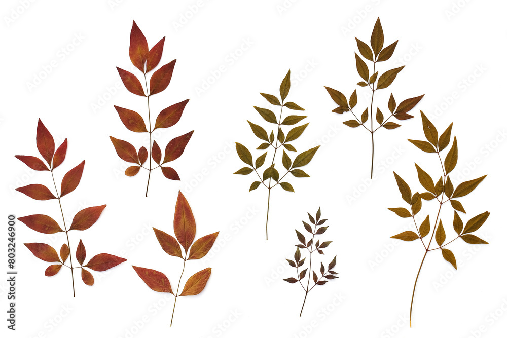 Nandina plant leaves from garden isolated in detail on white background for artwork or design element.