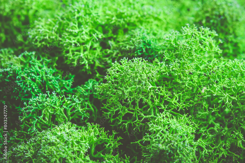 Close up on raindeer moss Close up on raindeer moss