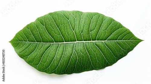 A single leaf  captured in stunning detail. The veins and textures of the leaf are clearly visible  creating a sense of depth and realism.