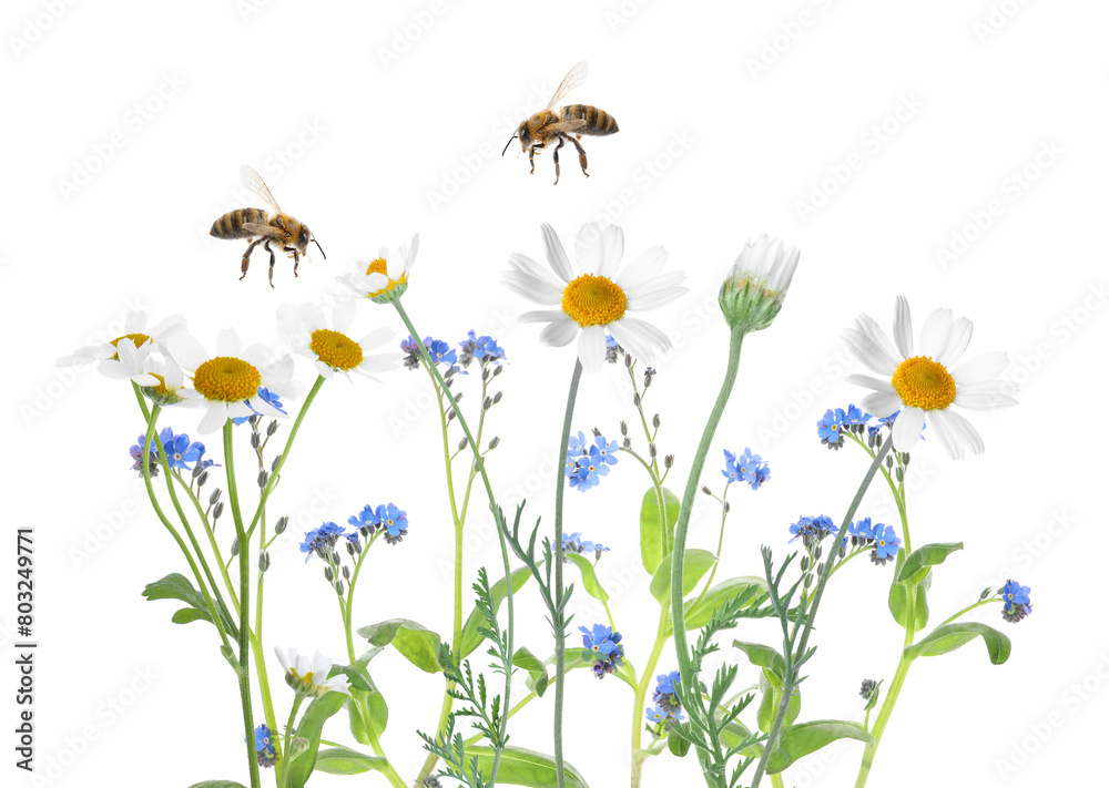 Beautiful blooming meadow flowers and flying bees isolated on white Beautiful blooming meadow flowers and flying bees isolated on white