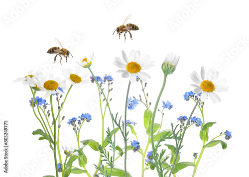 Beautiful blooming meadow flowers and flying bees isolated on white