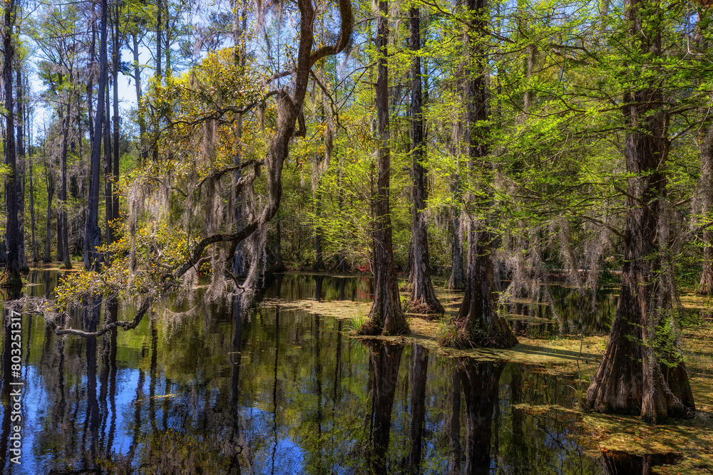 Nature in Cypress Gardens in Moncks Corner, Sourth Carolina, USA Nature in Cypress Gardens in Moncks Corner, Sourth Carolina, USA