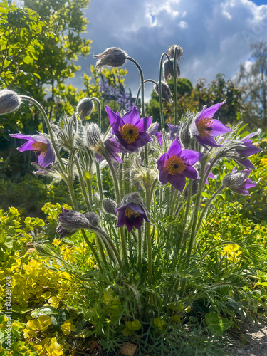 Annecy, Haute-Savoie, France, 04-25-2024: Pulsatilla vulgaris, the pasqueflower, a species of flowering plant  of the buttercup family (Ranunculaceae), considered part of the genus Anemone photo