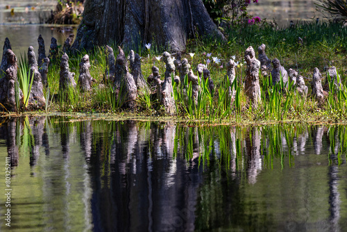 Nature in Cypress Gardens in Moncks Corner, Sourth Carolina, USA photo