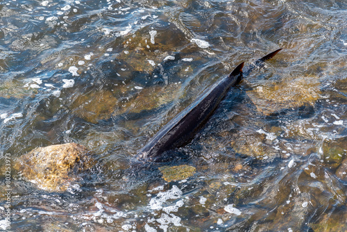 Strugeon Spawning In Spring At The Fox River Dam And Rapids In De Pere, Wisconsin