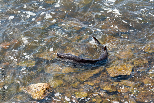 Strugeon Spawning In Spring At The Fox River Dam And Rapids In De Pere, Wisconsin