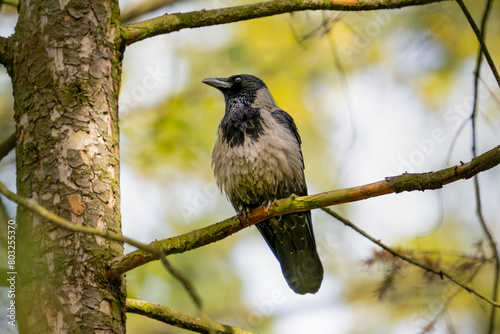 The hooded crow, Corvus cornix, also called the scald crow or hoodie