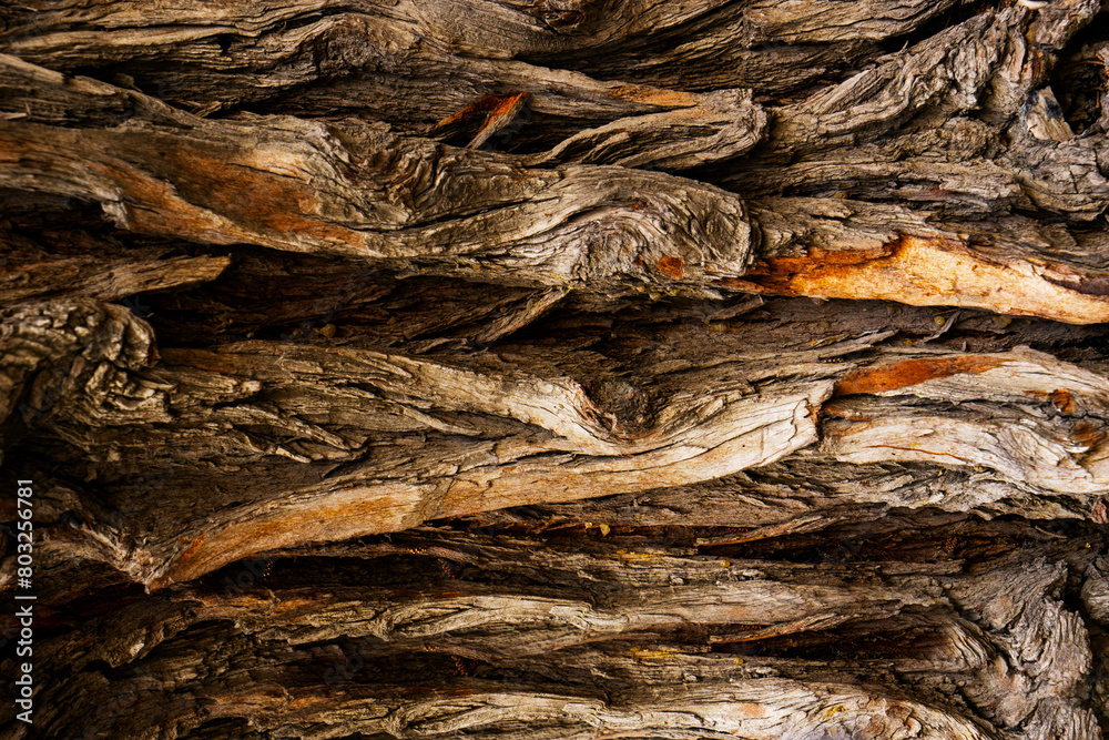 Bark of old big oak tree texture in black and white. Abstract background and texture for design. Bark of old big oak tree texture in black and white. Abstract background and texture for design.