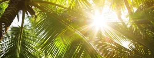 Leaf minimal summer plant texture wallpaper banner background - Closeup of tropical palm tree  illuminated by the sun