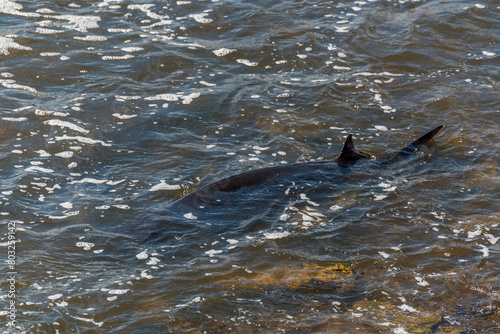 Strugeon Spawning In Spring At The Fox River Dam And Rapids In De Pere, Wisconsin