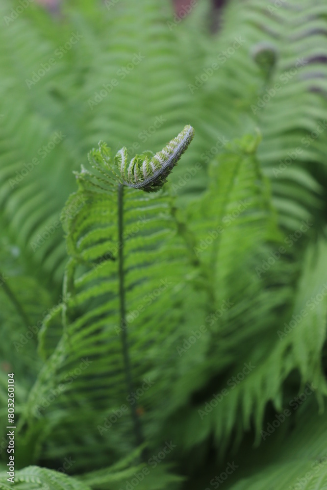 Close-up of green ferns in a botanical garden, green fern with vector leaves in macro, fern in the forest fertile green large fern