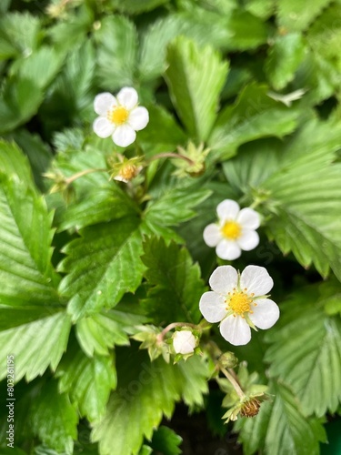 Wild strawberry plant with white blooming fowers and unripe fruits up close