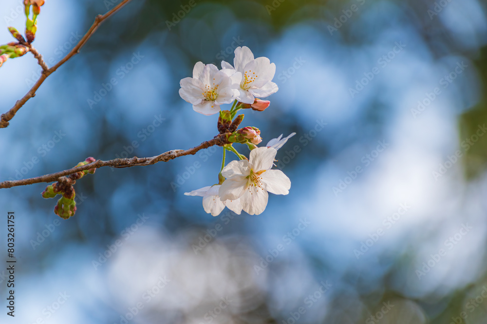 桜と光