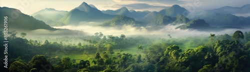 A forest with a misty  foggy atmosphere. The trees are lush and green  and the sky is cloudy