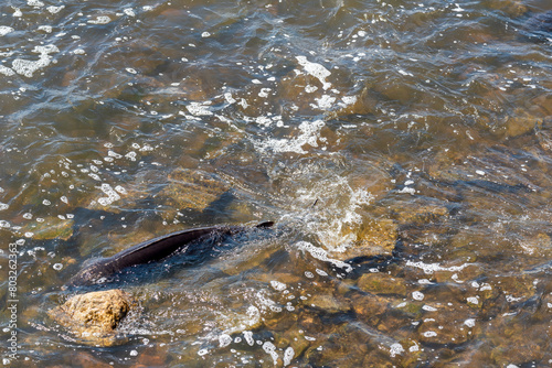 Strugeon Spawning In Spring At The Fox River Dam And Rapids In De Pere, Wisconsin