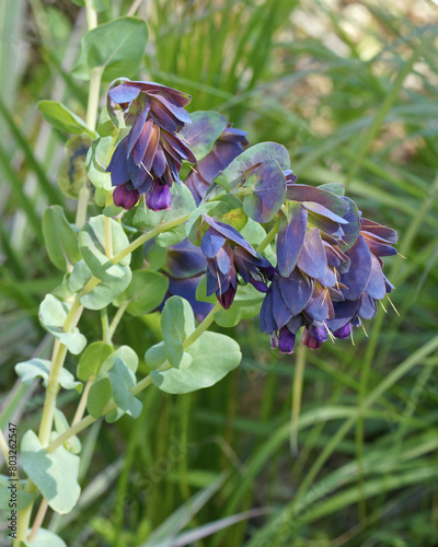 Honeywort or wax flower, plant in full bloom