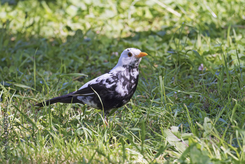 male common blackbird with partial albinism