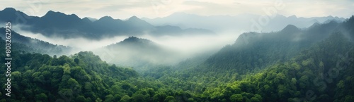 Mystical Forestscape: Foggy Atmosphere Blankets Lush Green Trees Under Cloudy Sky photo