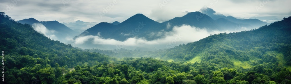 Fog-Enveloped Forest Creates a Serene Atmosphere Amidst Lush Greenery