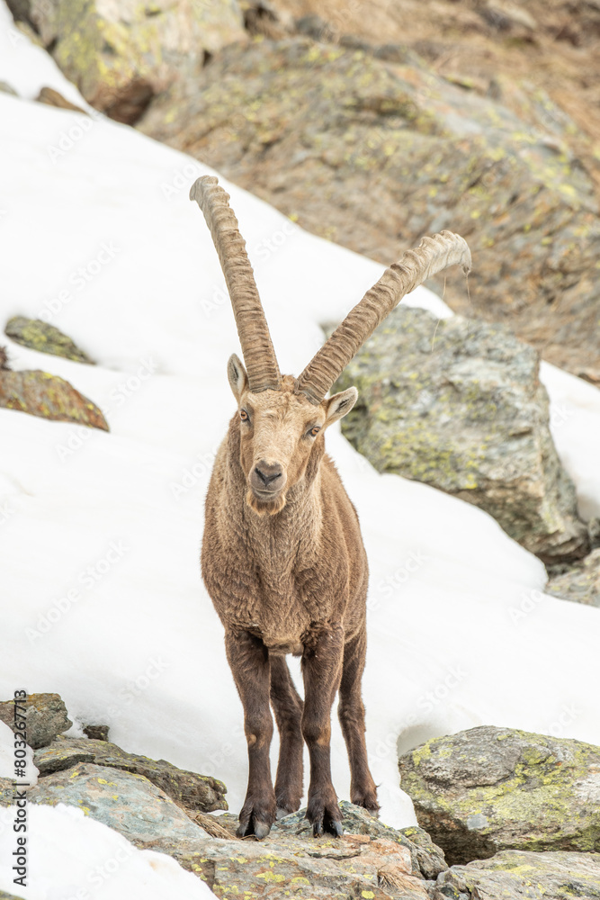 Huge male alpine Ibex on snow background. Alps, italy. Capra ibex.