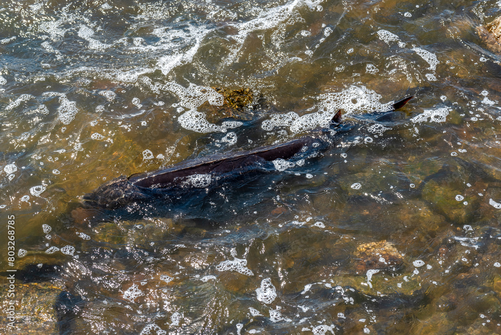 Fototapeta premium Strugeon Spawning In Spring At The Fox River Dam And Rapids In De Pere, Wisconsin