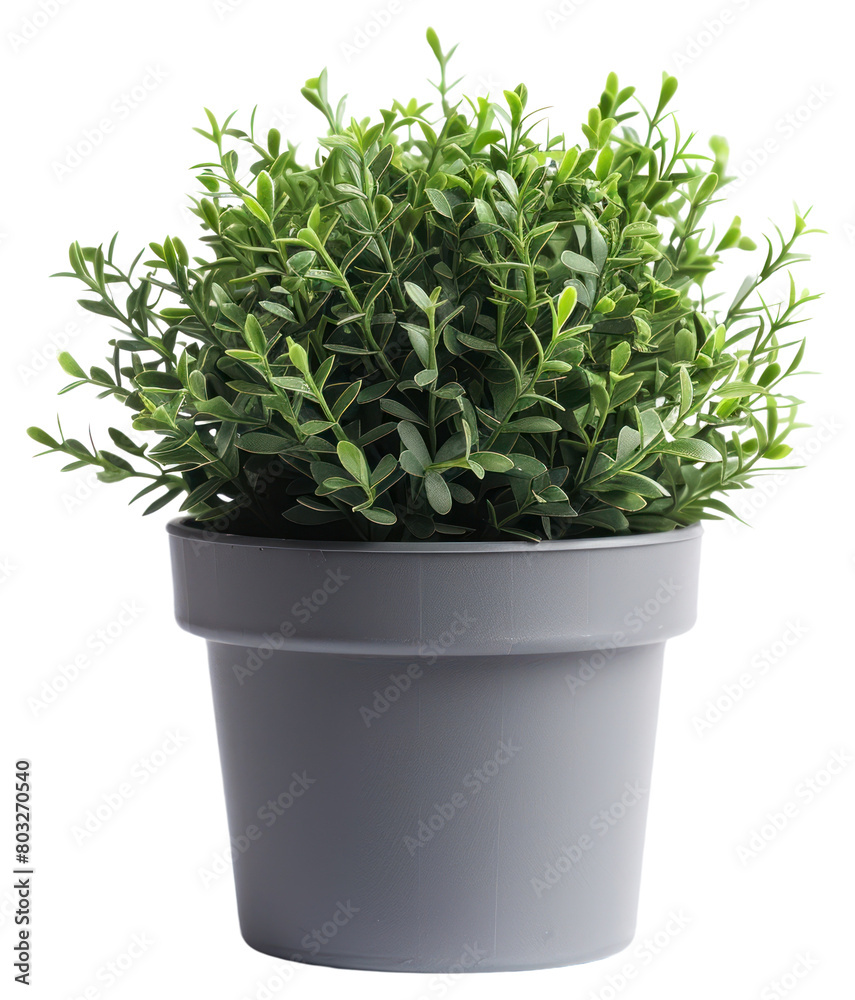 PNG Potted plant herbs leaf white background. PNG Potted plant herbs leaf white background.
