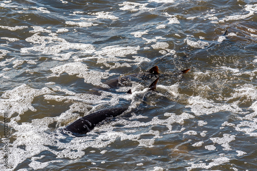 Strugeon Spawning In Spring At The Fox River Dam And Rapids In De Pere, Wisconsin