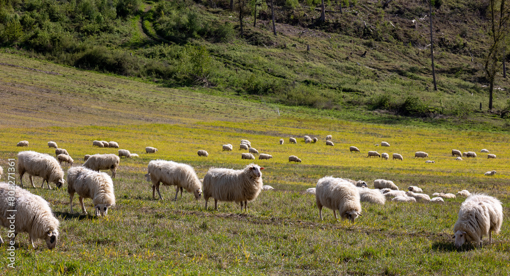 A herd of sheep grazing in a field
