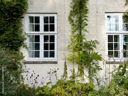windows with ivy