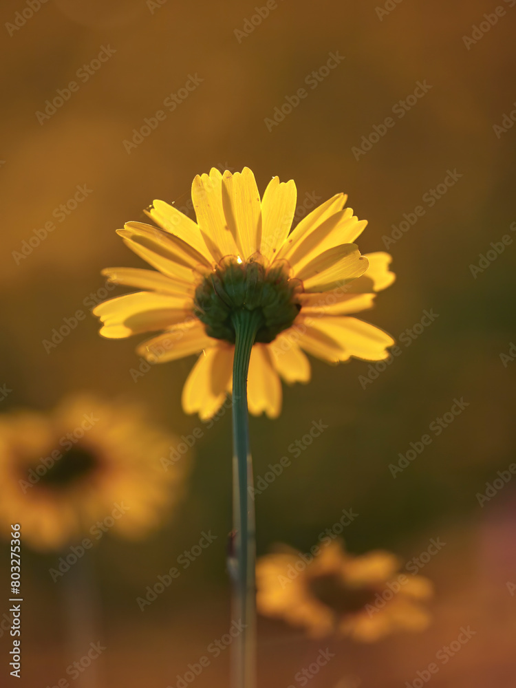 Obraz premium Wild flower at dusk