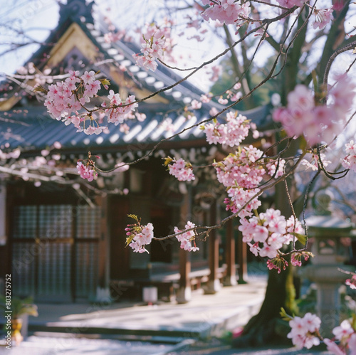 japanese and chinese style house, with cherry blossoms surrounding it