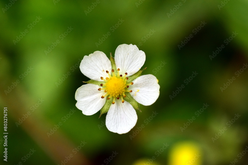 Nahaufnahme einer Walderbeer-Blüte Nahaufnahme einer Walderbeer-Blüte