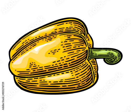 Whole yellow sweet bell pepper. Vector color vintage engraving illustration