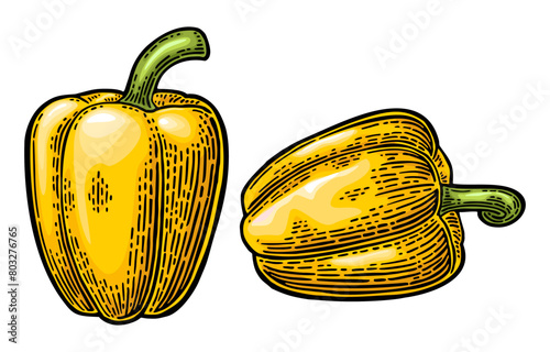 Whole yellow sweet bell pepper. Vector color vintage engraving illustration