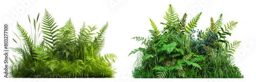 bush of broadleaf ferns and grasses isolated or transparent white background photo