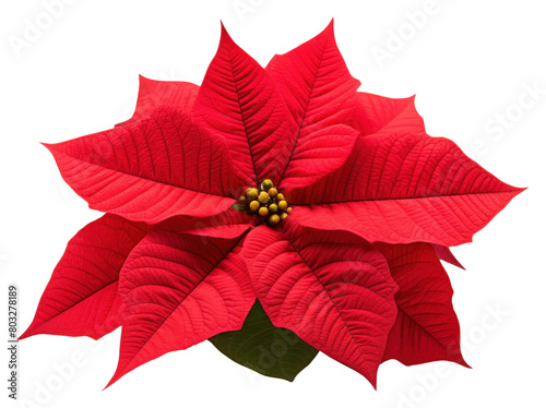 PNG Poinsettia flower plant petal.