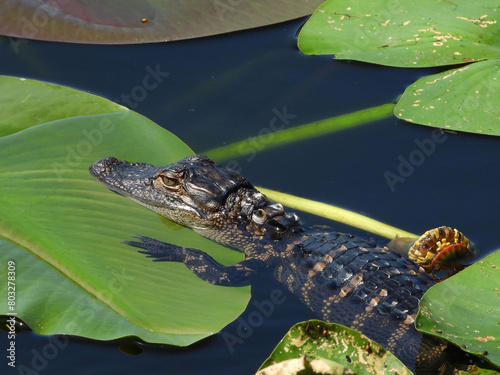 A baby alligator sunning on a lily pad in Tampa Bay  Florida.