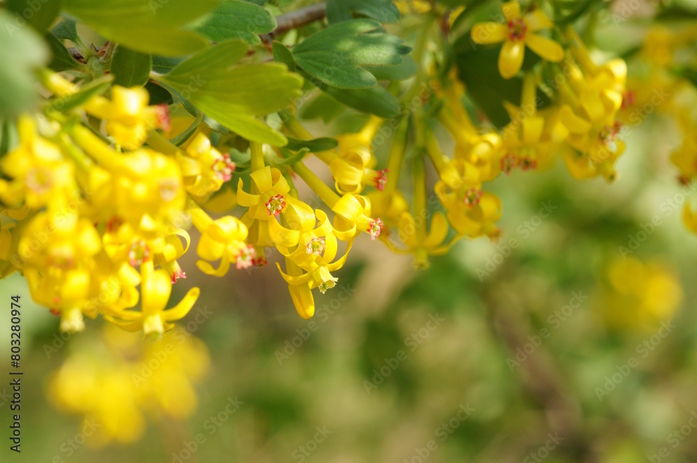 A flowering branch of currant. It's springtime. Blossom. A flowering branch of currant. It's springtime. Blossom.
