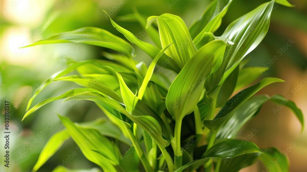 Dracaena sanderiana or lucky bamboo aka bamboo fortune. Dracaena sanderiana or lucky bamboo aka bamboo fortune.