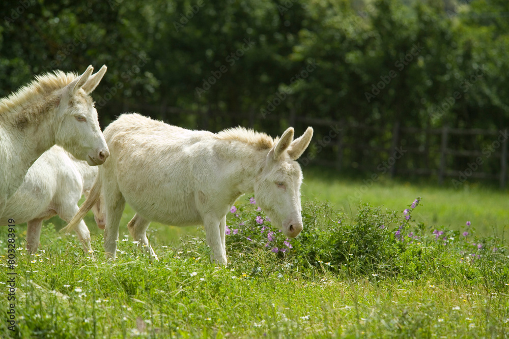 Obraz premium wild albino donkey at Asinara in Sardinia 