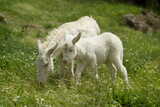 Asinelli bianchi dell'Asinara. (Equus asinus). Burgos. Sassari. Sardegna. Italia *** Local Caption *** dreams