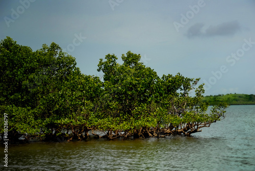 Mangrove 01