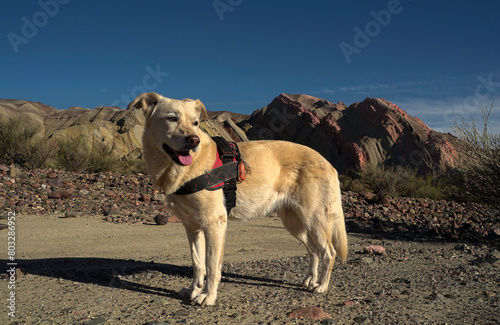 dog posing on a mountain of seven colors  © gustavo
