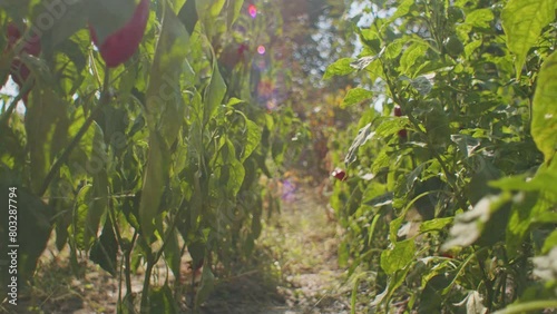 Row of red peppers growing in a sunlit field. Sustainable agriculture and farm-to-table concept. Design for organic produce promotion, poster.