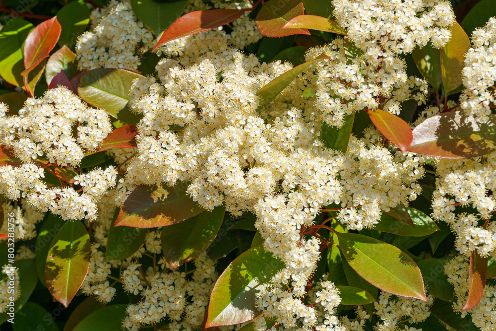 Beautiful blossom of Photinia fraseri 'Red Robin' plant. Red leaves and ...