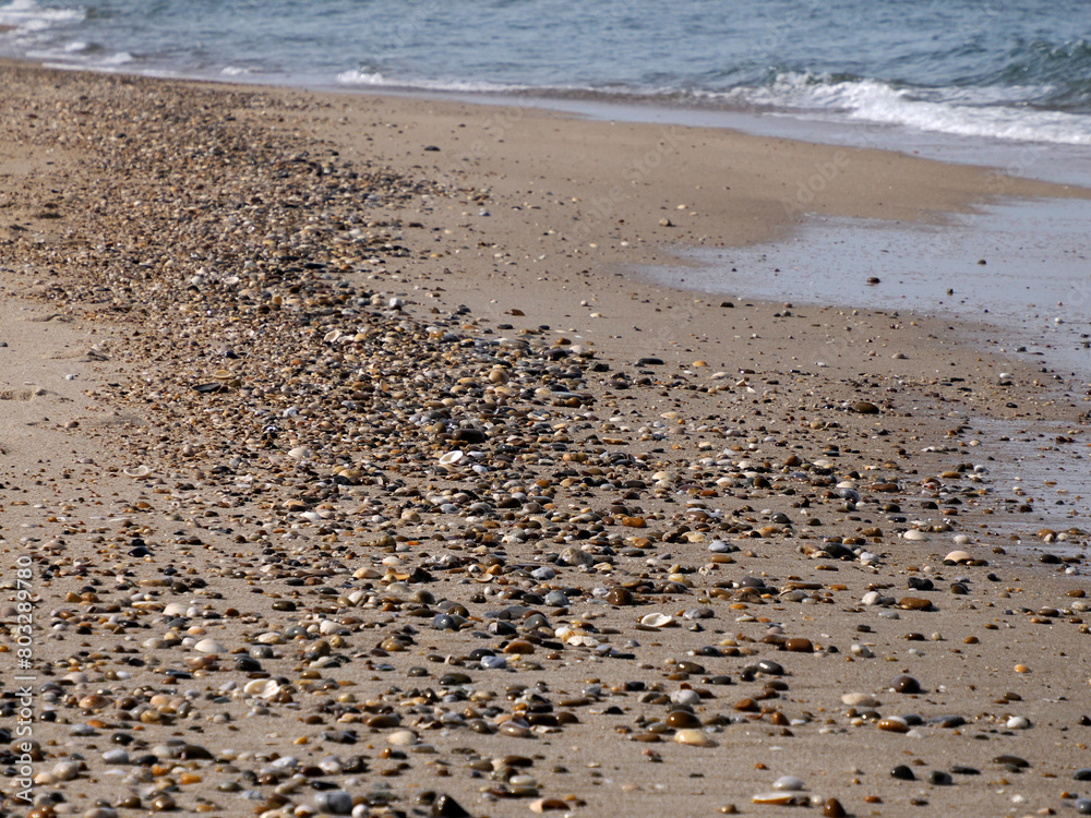 detail of shell on the shore in Aveiro portugal sand dunes Atlantic Ocean beach view landscape panorama detail of shell on the shore in Aveiro portugal sand dunes Atlantic Ocean beach view landscape panorama