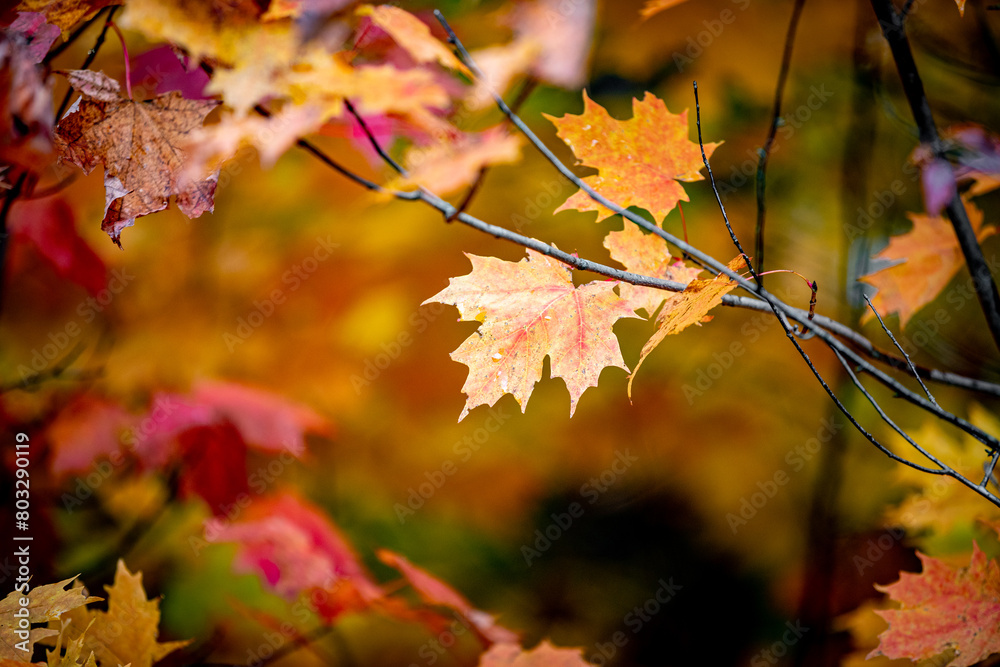 Obraz premium Fall leaves and colours