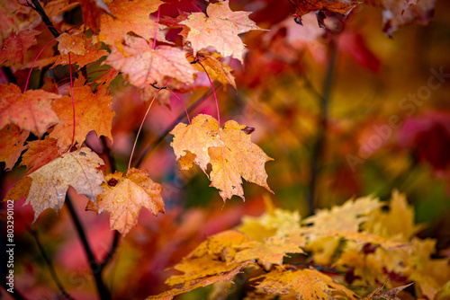 Fall leaves and colours