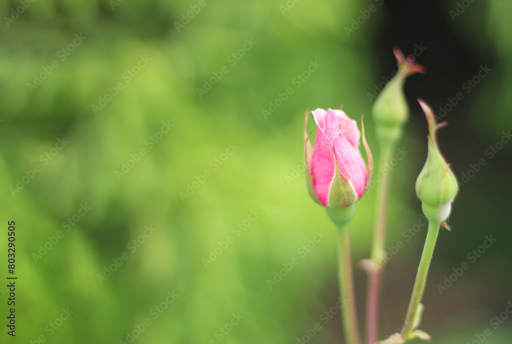 Pink rose bud flower in garden with space for text. Pink rose bud flower in garden with space for text.