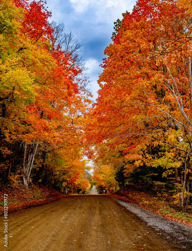 Fall leaves and colours